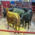 Cattle Show and Sale (14)